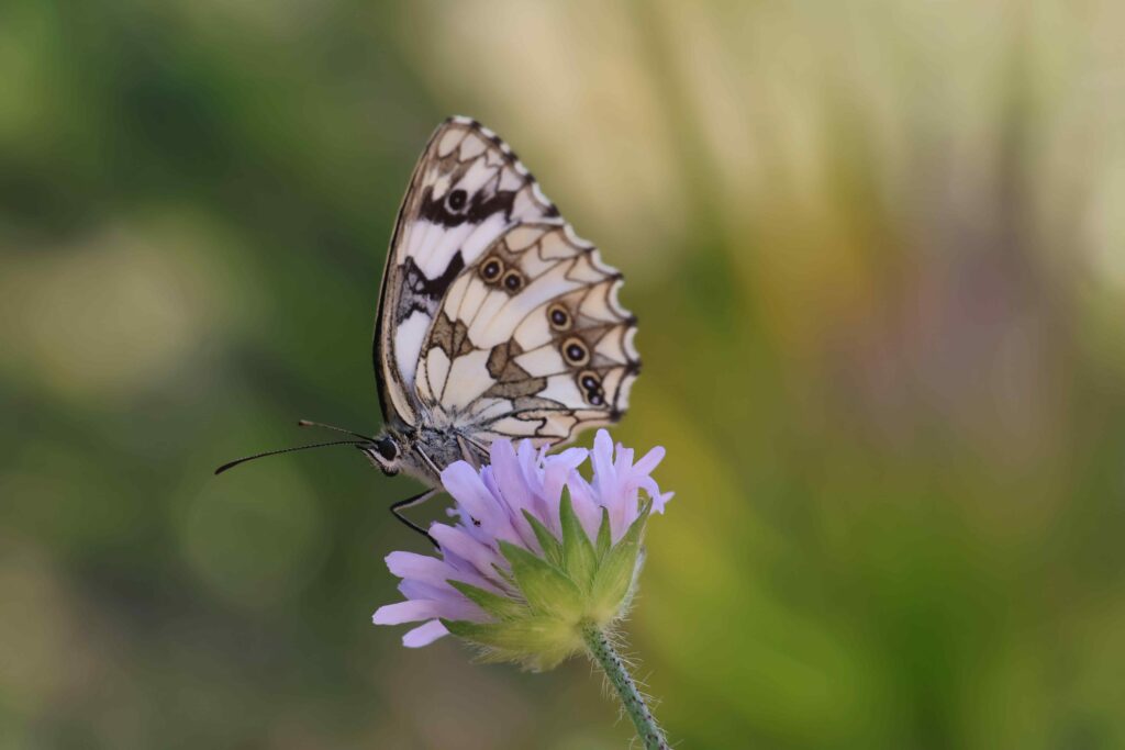fleurs du jardin