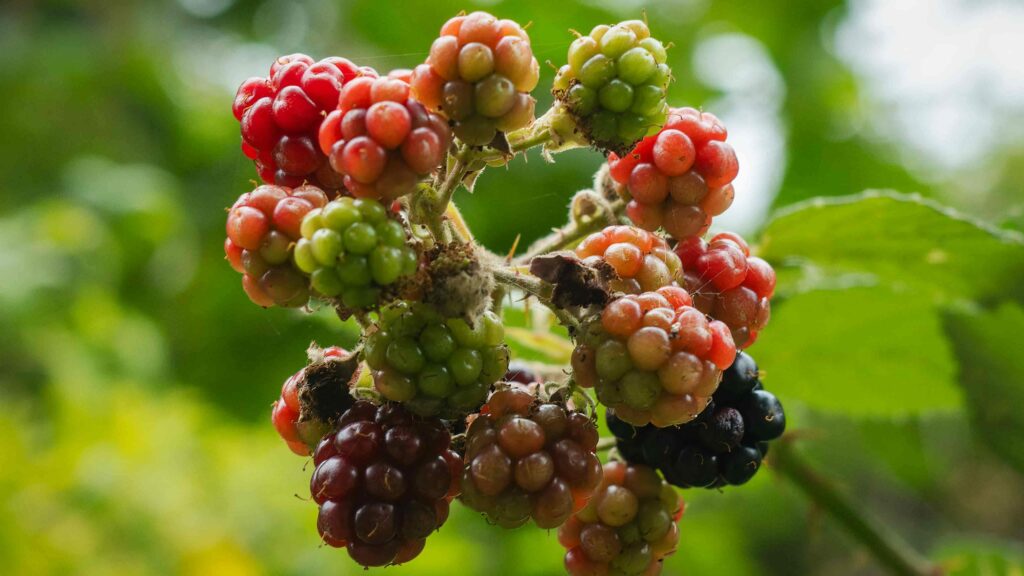 mures du jardin