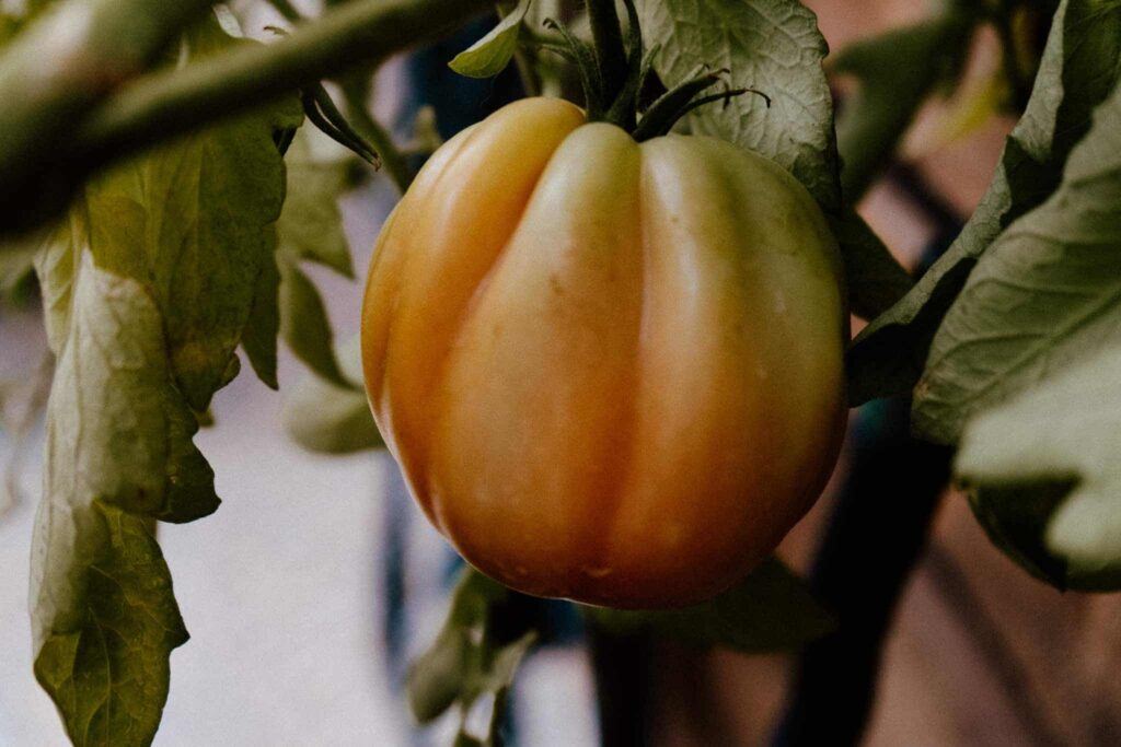 tomate du jardin