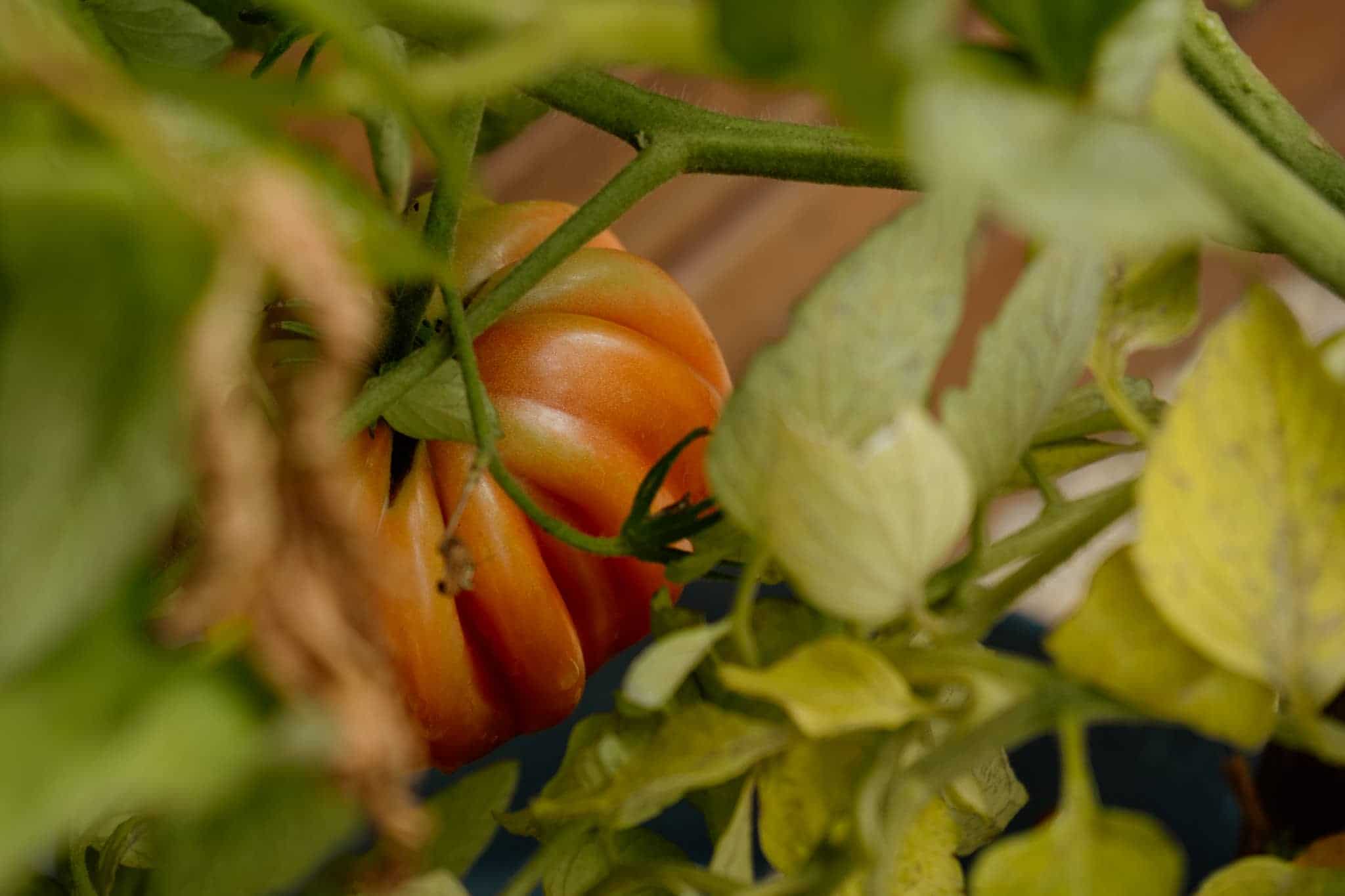 Terroir & location saisonnière : un levier de rentabilité